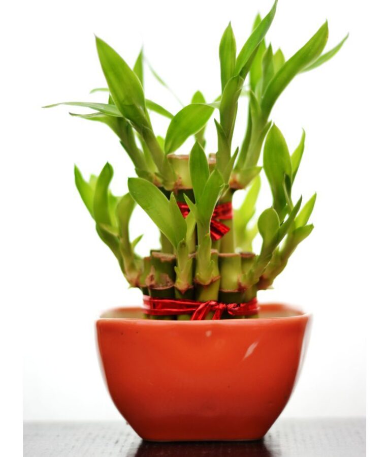 2 Layer Lucky Bamboo with Ceramic Pot
