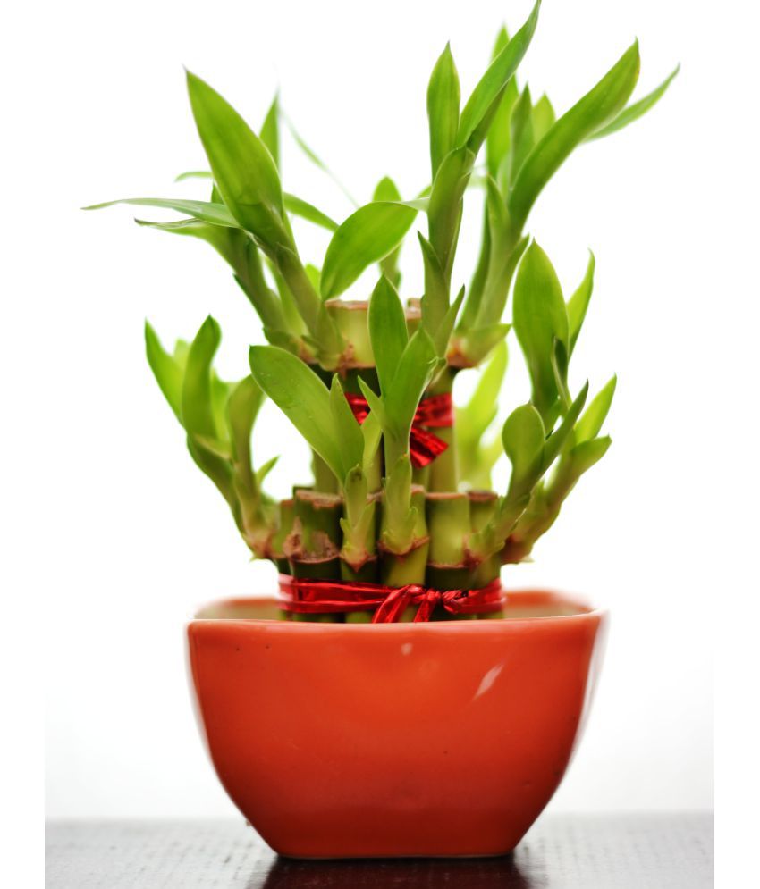 2 Layer Lucky Bamboo with Ceramic Pot