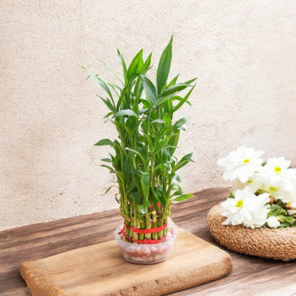 3 Layer Lucky Bamboo