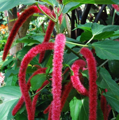 Acalypha Hispida Plant