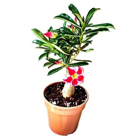 Adenium Flower Fairy – Bonsai-Like Outdoor Flower Plant