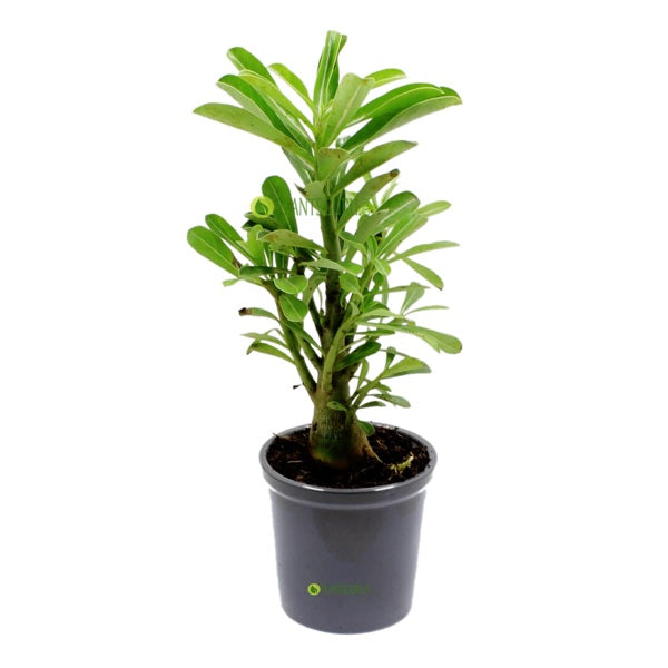 Adenium in Grey Ceramic Pot - Hardy Outdoor Flower Plant