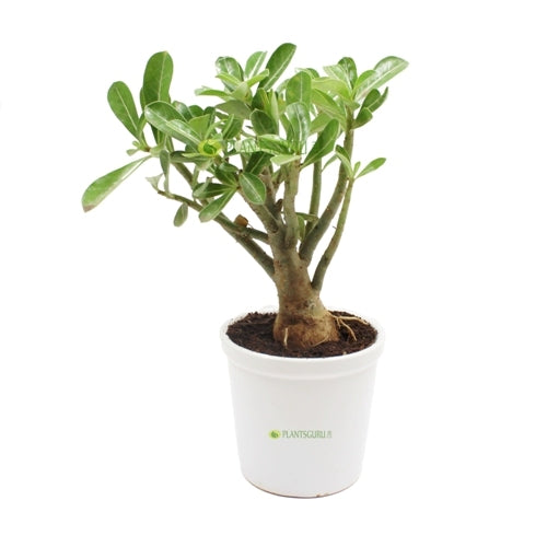 Adenium in White Ceramic Pot - Hardy Outdoor Flower Plant
