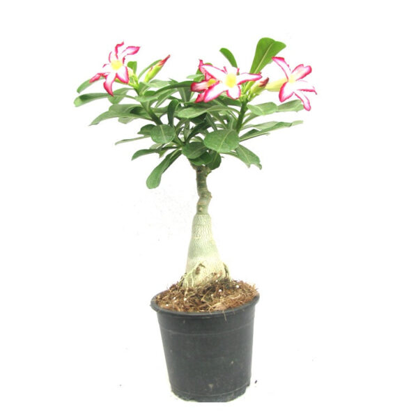 Adenium Light of Sun & Moon – Bonsai-Like Outdoor Flower Plant