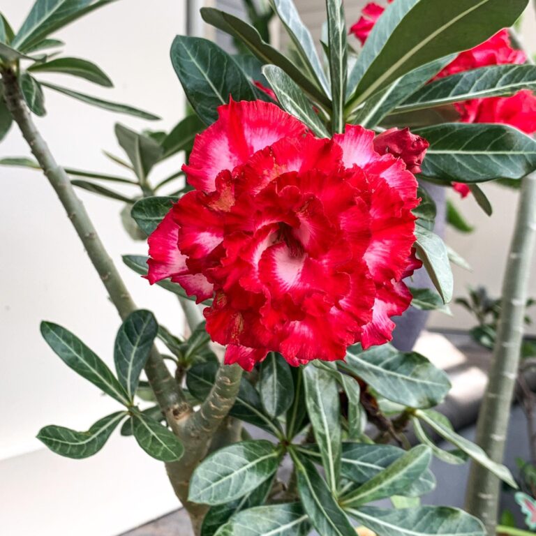 Adenium Phet Mong Kon – Bonsai-Like Outdoor Flower Plant