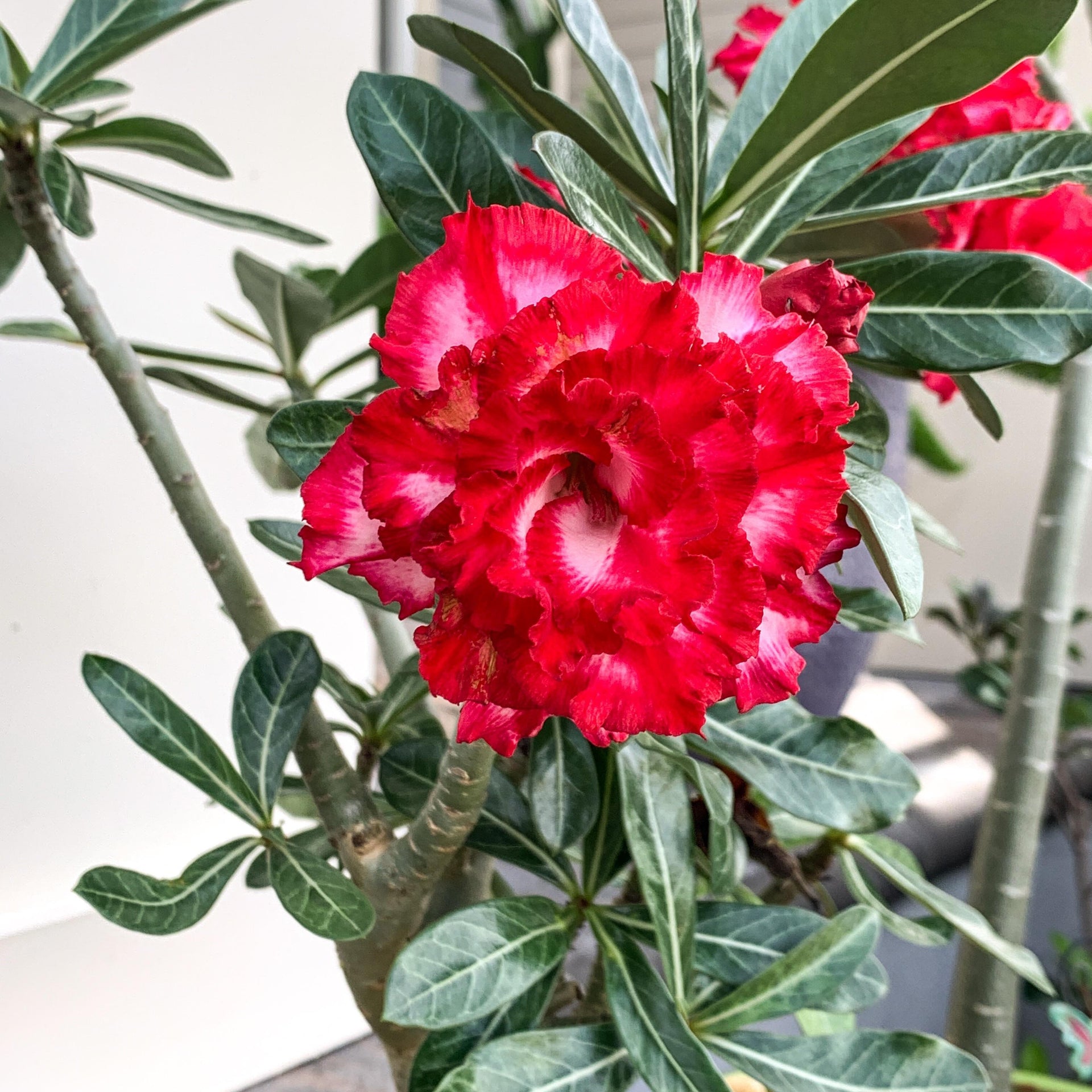 Adenium Phet Mong Kon – Bonsai-Like Outdoor Flower Plant Adenium Phet Mong Kon – Bonsai-Like Outdoor Flower Plant