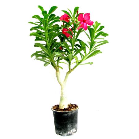 Adenium Pink – Bonsai-Like Outdoor Flower Plant