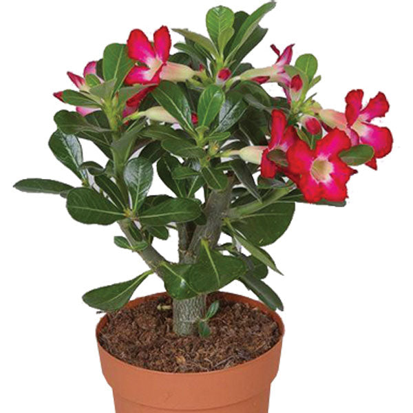 Adenium Pink Mix (Seed Grown) – Hardy Outdoor Flower Plant