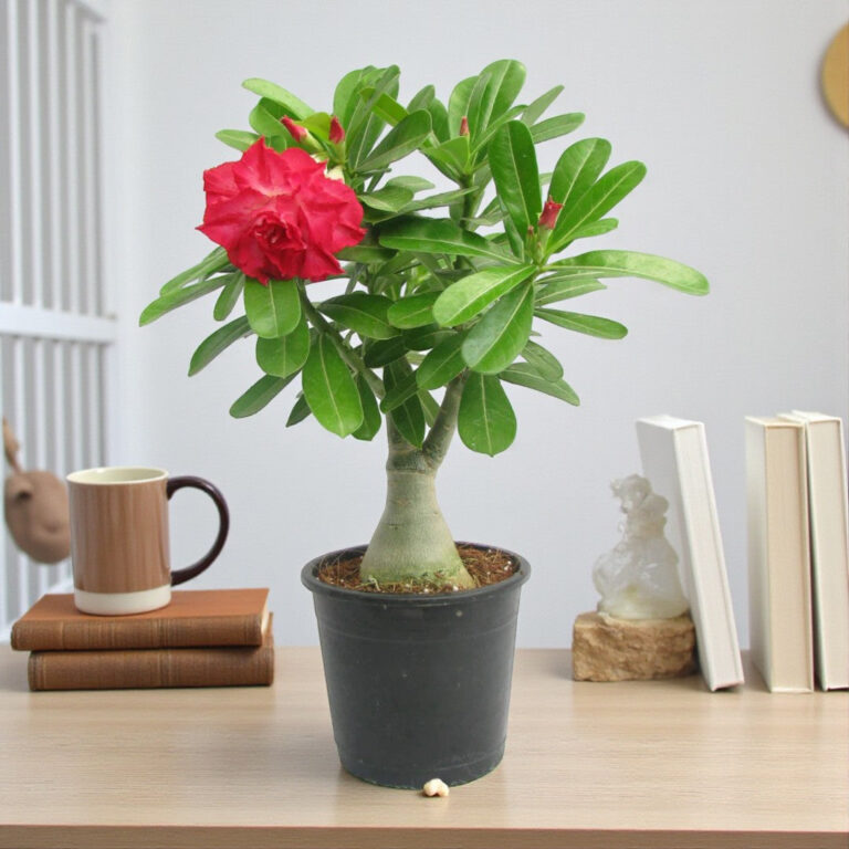 Adenium Red Double Petal Plant | Bonsai-Like Outdoor Flower Plant