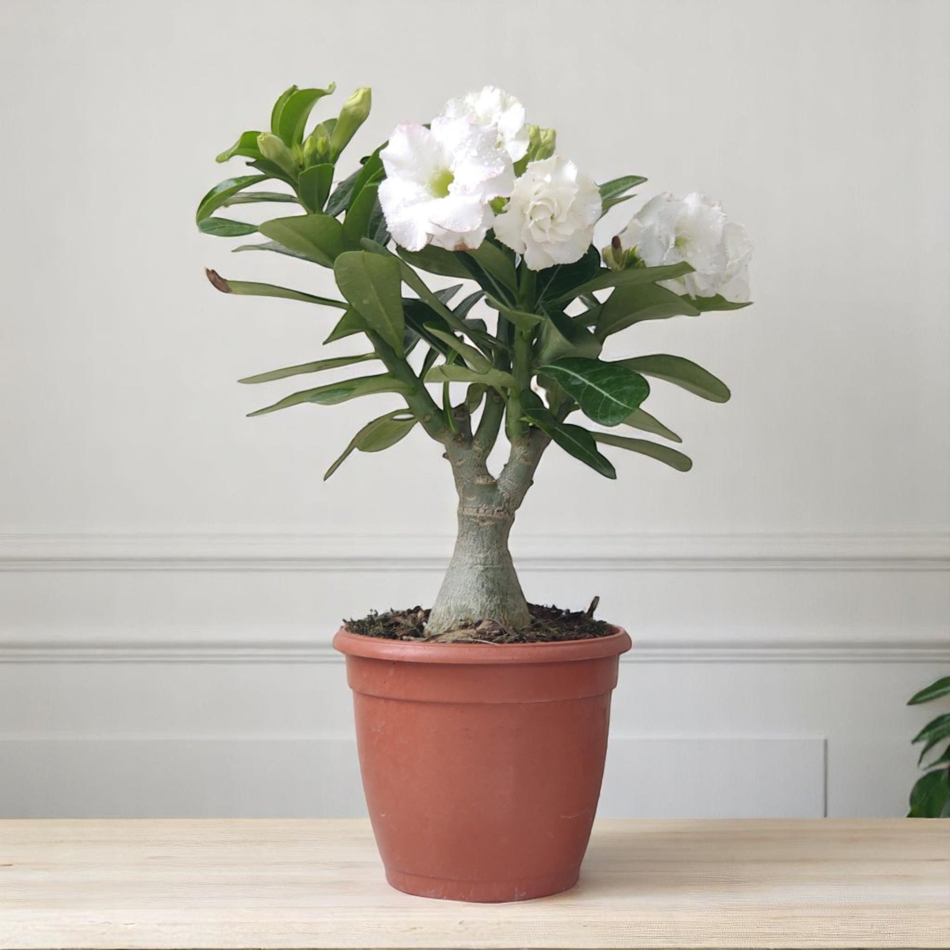 Adenium White Double Petal – Bonsai-Like Outdoor Flower Plant Adenium White Double Petal – Bonsai-Like Outdoor Flower Plant