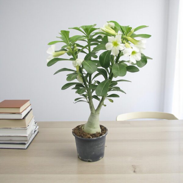 Adenium White Grafted Plant | Bonsai-Like Outdoor Flower Plant