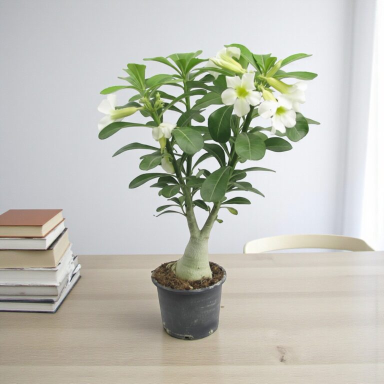 Adenium White Grafted Plant | Bonsai-Like Outdoor Flower Plant