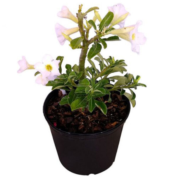 Adenium White (Seed Grown) – Hardy Outdoor Flower Plant