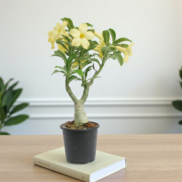 Adenium Yellow Desire Grafted Plant | Bonsai-Like Outdoor Flower Plant