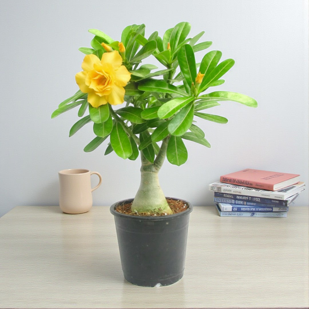 Adenium Yellow Double Petal Plant | Bonsai-Like Outdoor Flower Plant Adenium Yellow Double Petal Plant | Bonsai-Like Outdoor Flower Plant