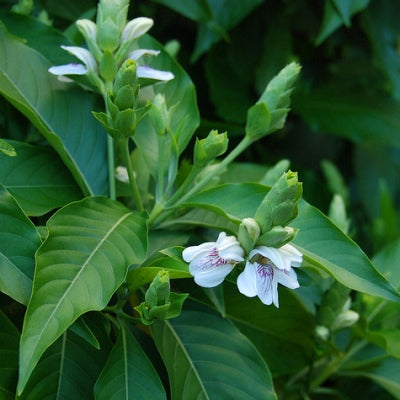 Adulsa Plant - Vasaka, Malabar Nut, Adusa