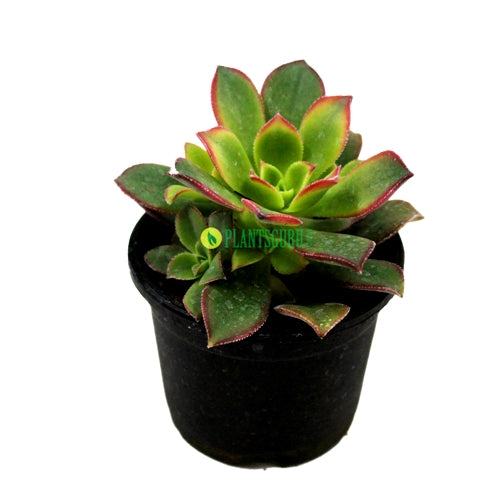 Aeonium 'Kiwi' - Haworthii 'Dream Color' Succulent Plant