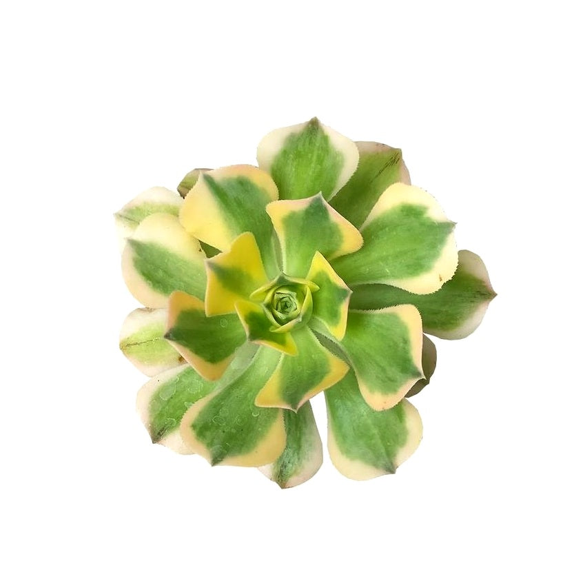 Aeonium 'Sunburst' - Copper Pinwheel Succulent Plant Aeonium 'Sunburst' - Copper Pinwheel Succulent Plant