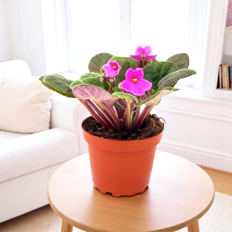 African Violet Pink Plant