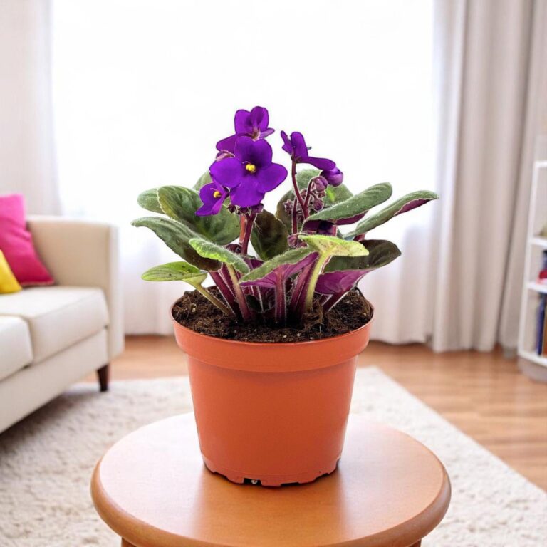 African Violet Purple Plant