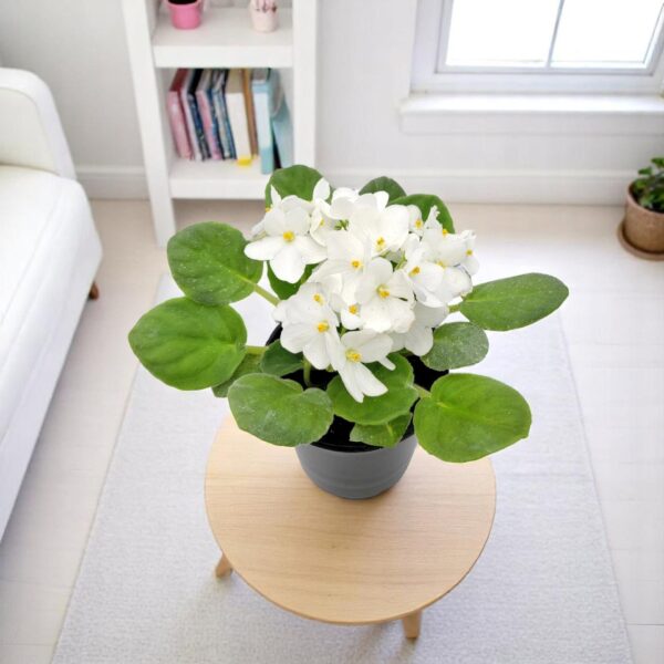 African Violet White Plant