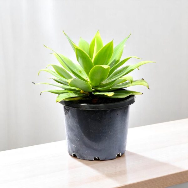 Agave Attenuata Plant - Foxtail Agave