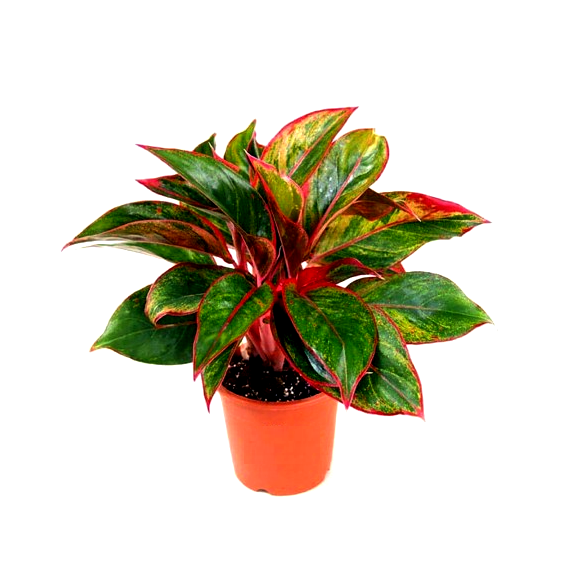 Aglaonema Lipstick Plant - Air Purifier Indoor Plant