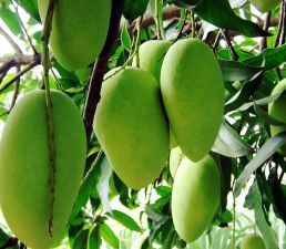 All Time Mango Plant (Grafted) – Year-Round Fruiting Mango Tree