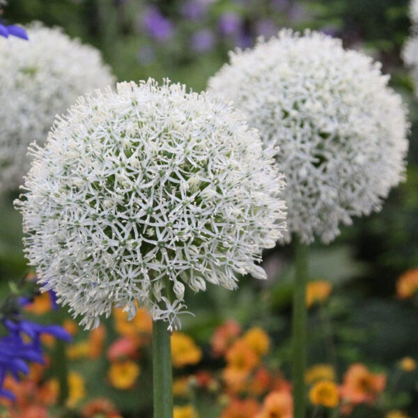 Allium Bulbs (Cowanii, 3 Bulb)
