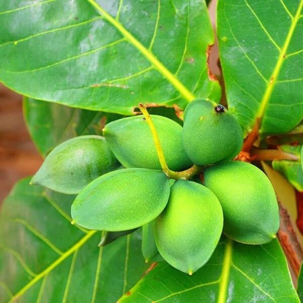Almond Plant - India Almond Tree