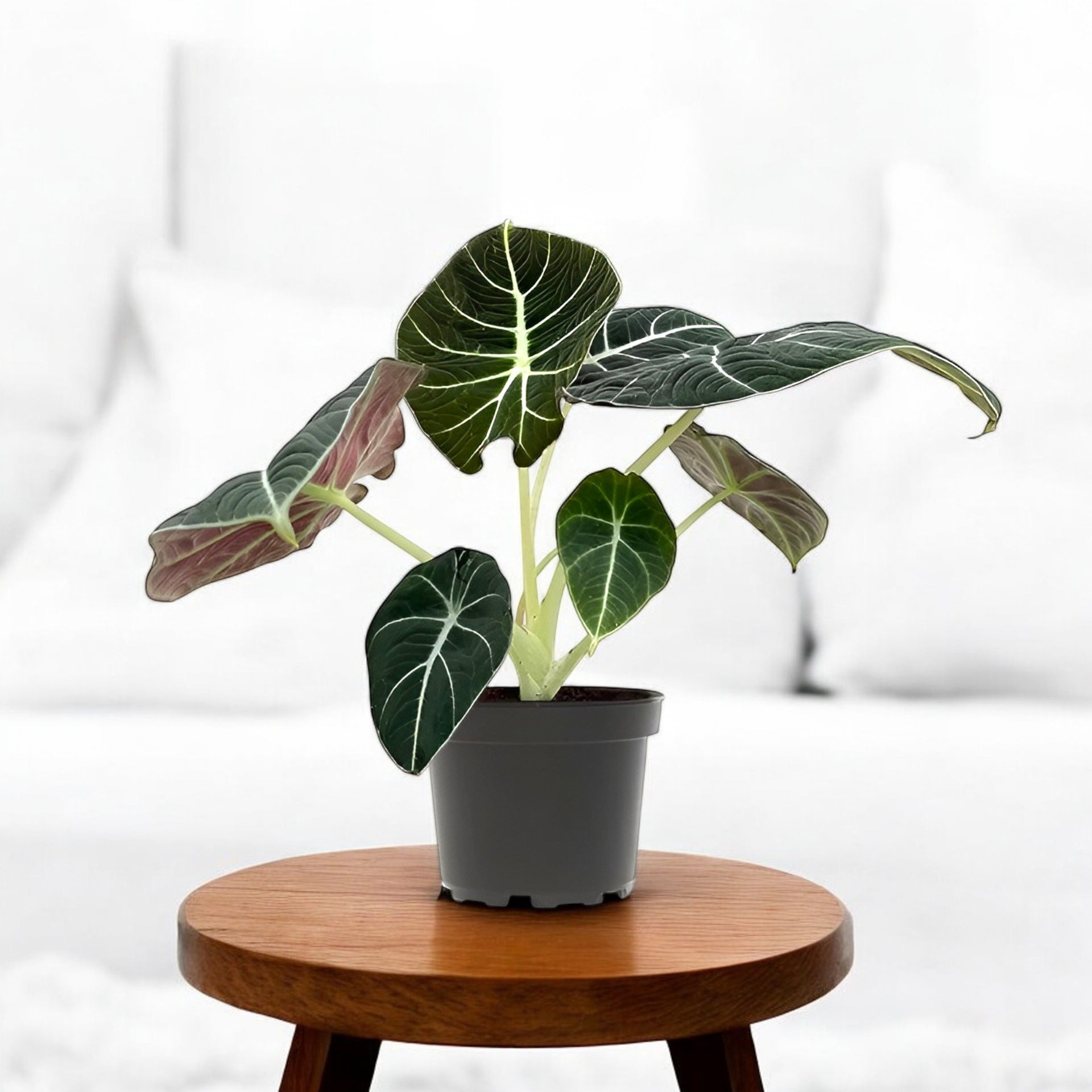 Alocasia Black Velvet Plant - Jewel Alocasia, Elephant Ear Plant Alocasia Black Velvet Plant - Jewel Alocasia, Elephant Ear Plant