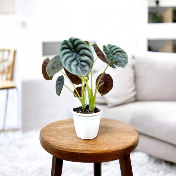 Alocasia cuprea 'Red Secret' Plant - Elephant Ear Plant