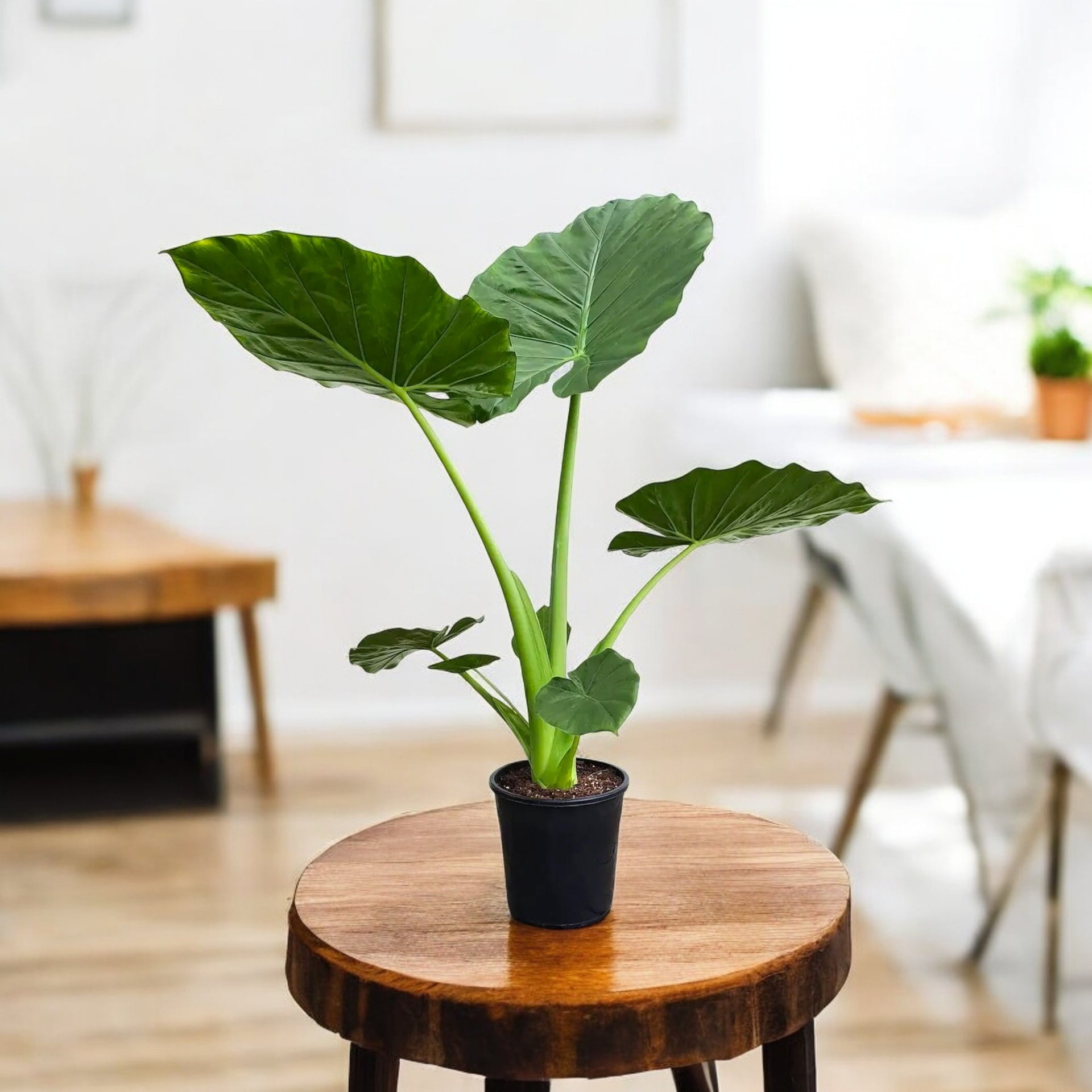 Alocasia Green Plant - Elephant Ear Plant Alocasia Green Plant - Elephant Ear Plant