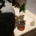 Alocasia Macrorrhizos Giant Taro Plant