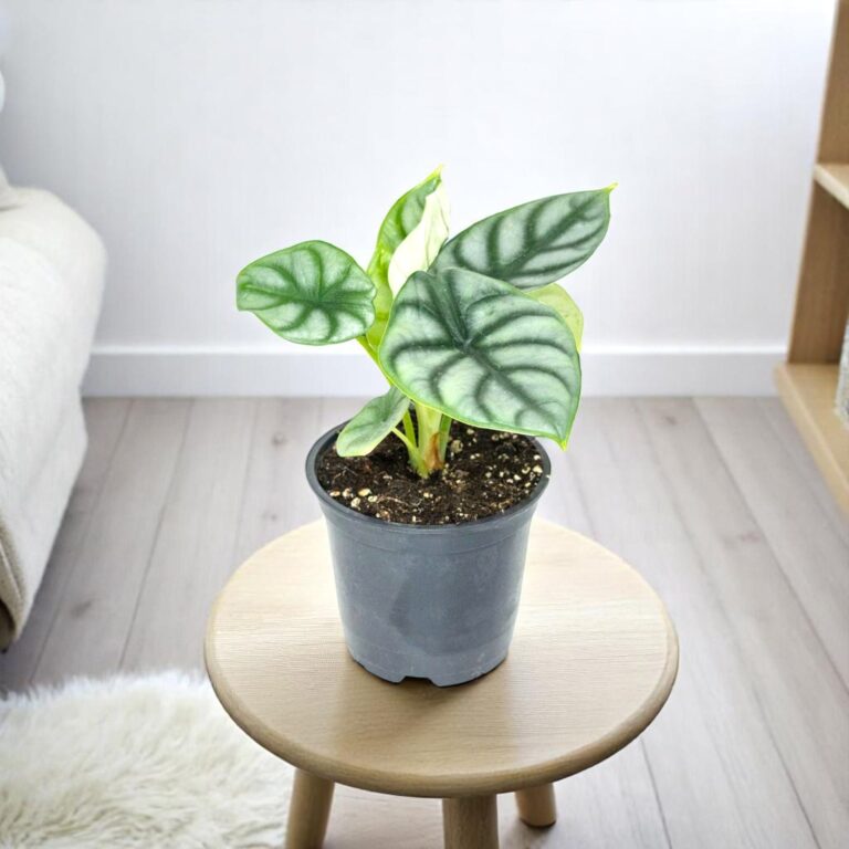Alocasia Silver Dragon Plant | Indoor House Plant