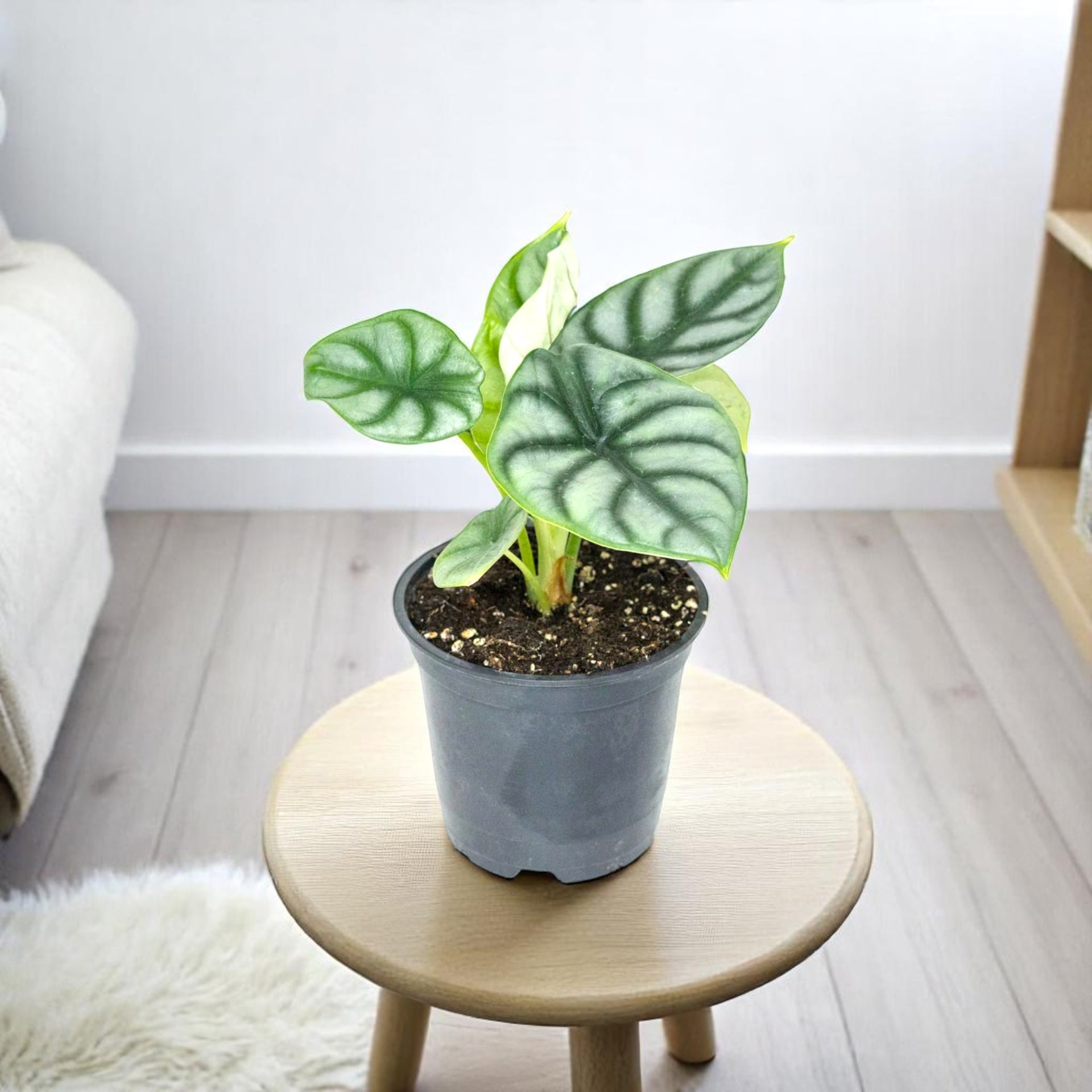 Alocasia Silver Dragon Plant | Indoor House Plant Alocasia Silver Dragon Plant | Indoor House Plant