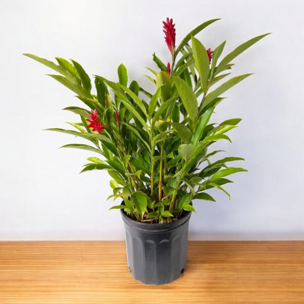 Alpinia Purpurata - Red Ginger Plant, Cone Ginger