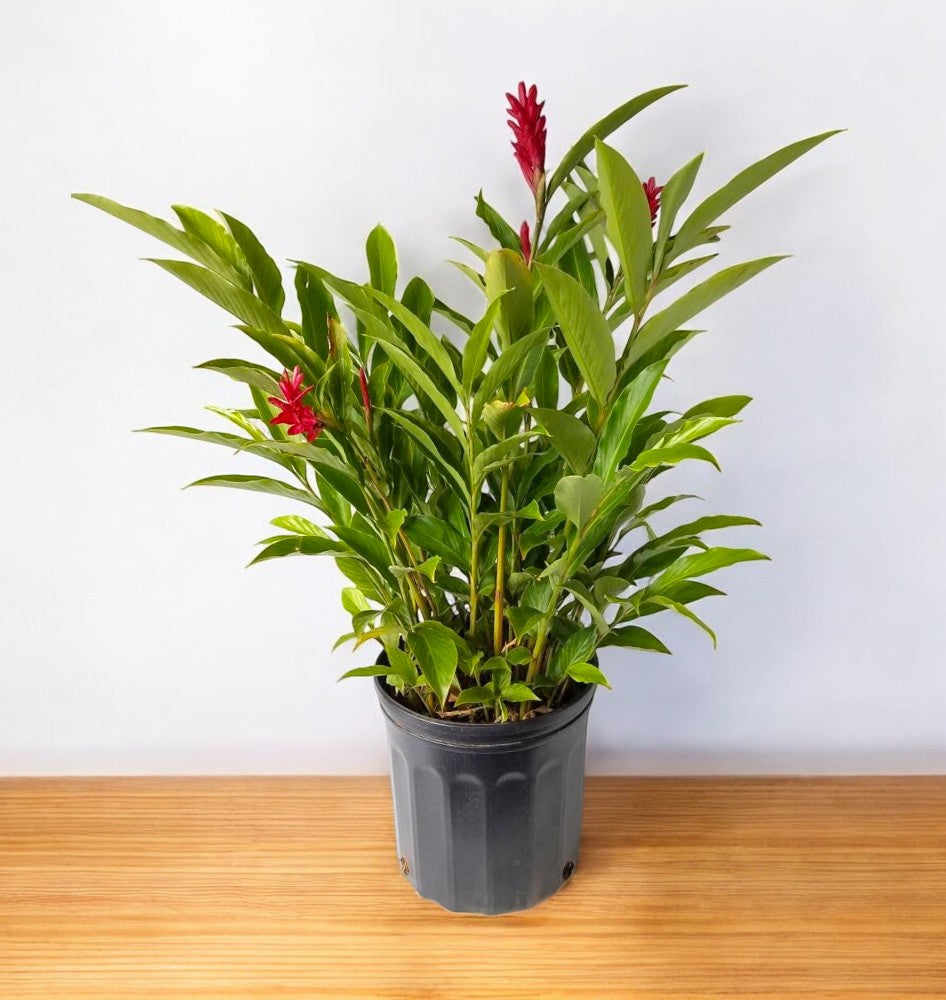 Alpinia Purpurata - Red Ginger Plant, Cone Ginger Alpinia Purpurata - Red Ginger Plant, Cone Ginger