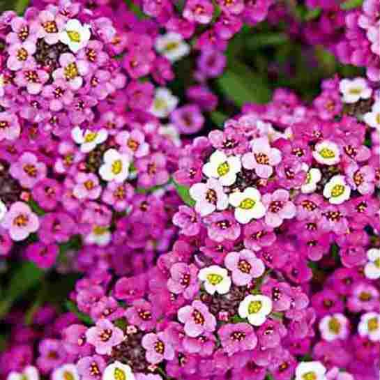 Alyssum Rosie O Day Seeds - omaxe seeds