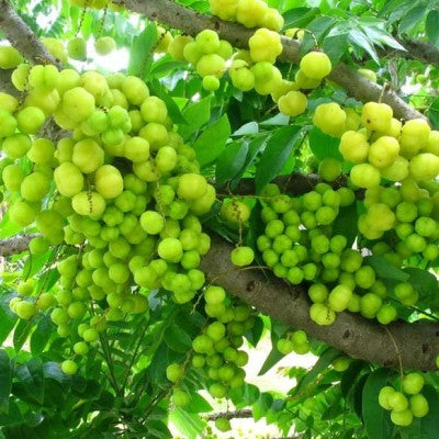 Amla Plant (small size fruit) - Rai amla, Indian Gooseberry
