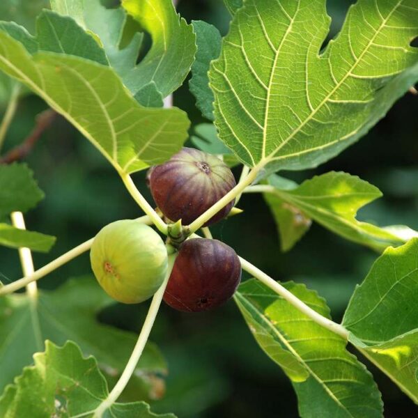 Anjeer Plant (grafted) - Indian Fig Plant