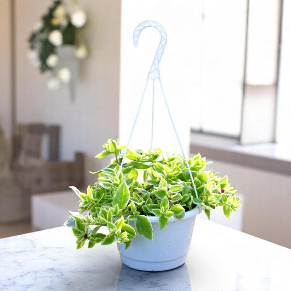 Aptenia Cordifolia Variegata 'Baby Sun Rose' Plant in Hanging Basket