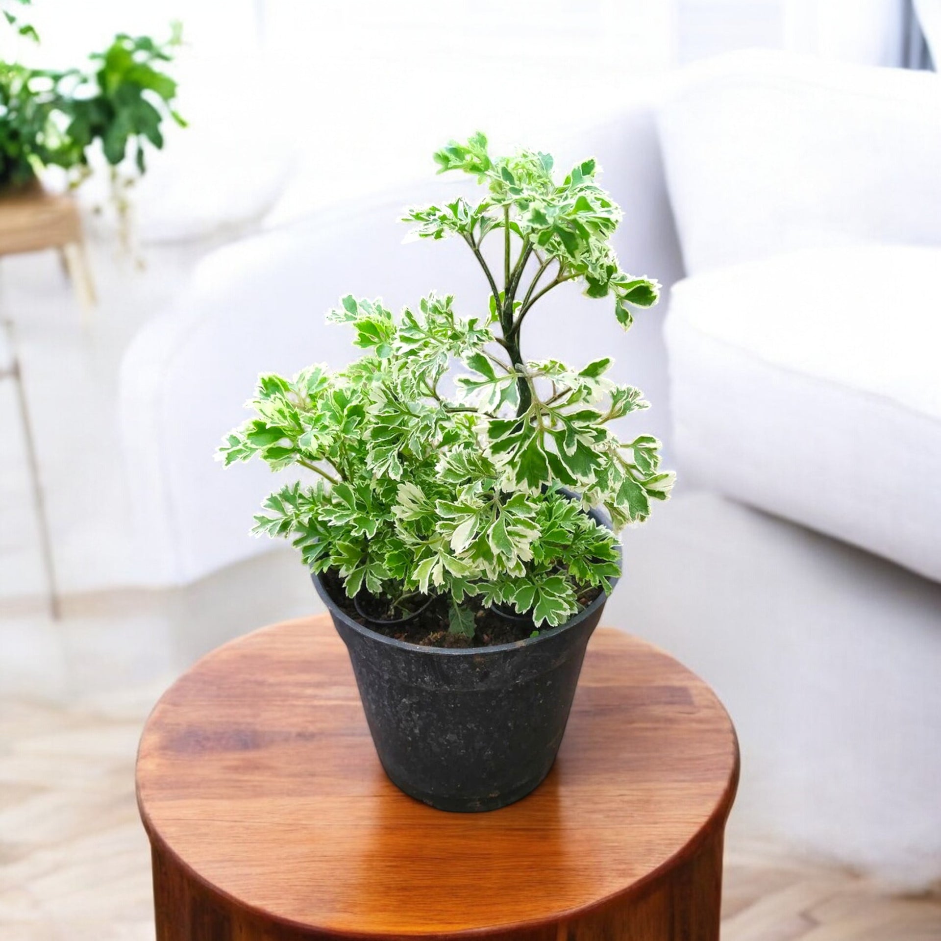 Aralia Ming - Aralia Oak Leaf Plant Aralia Ming - Aralia Oak Leaf Plant