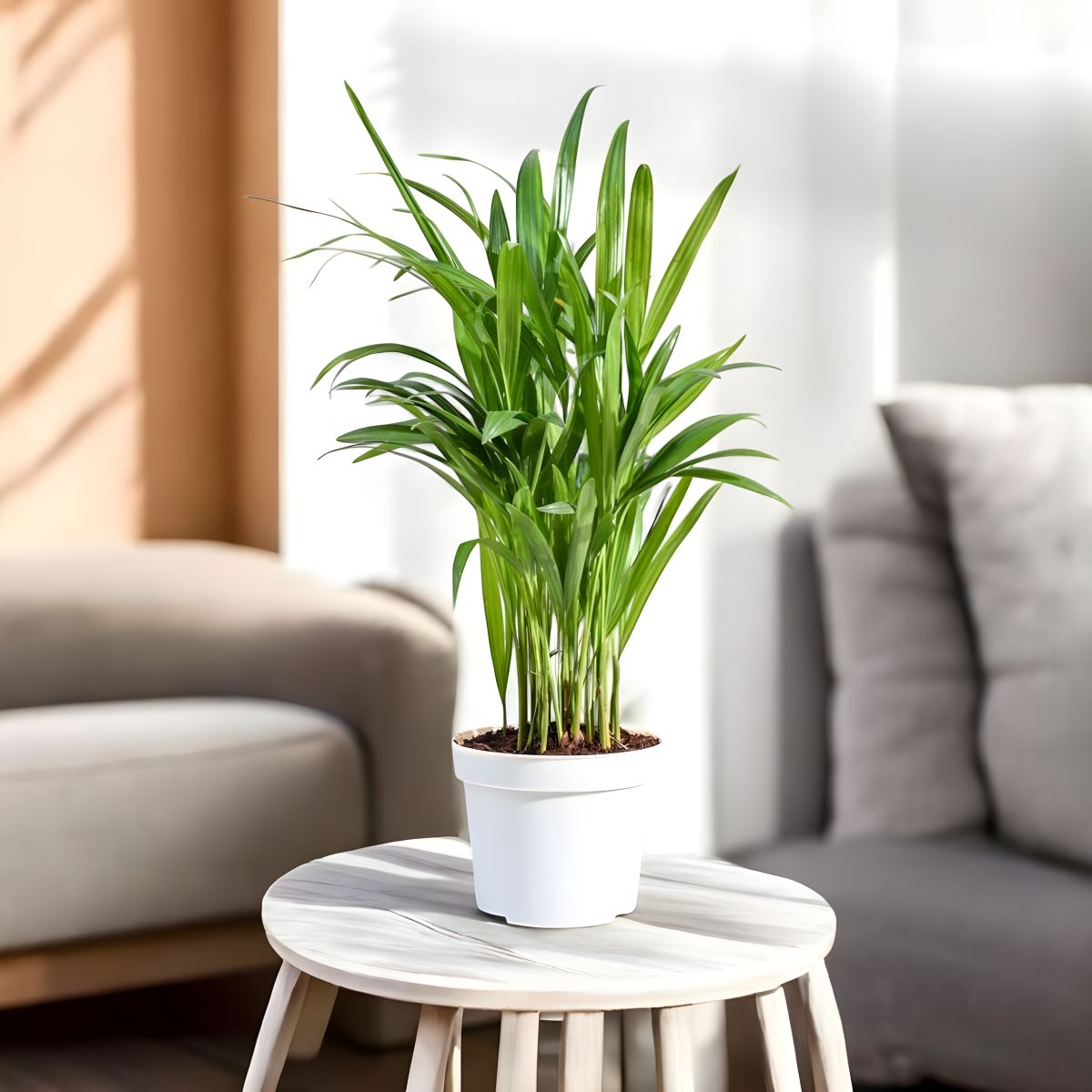 Areca Palm Plant - Indoor Air Pufier Plant (pot included) Areca Palm Plant - Indoor Air Pufier Plant (pot included)