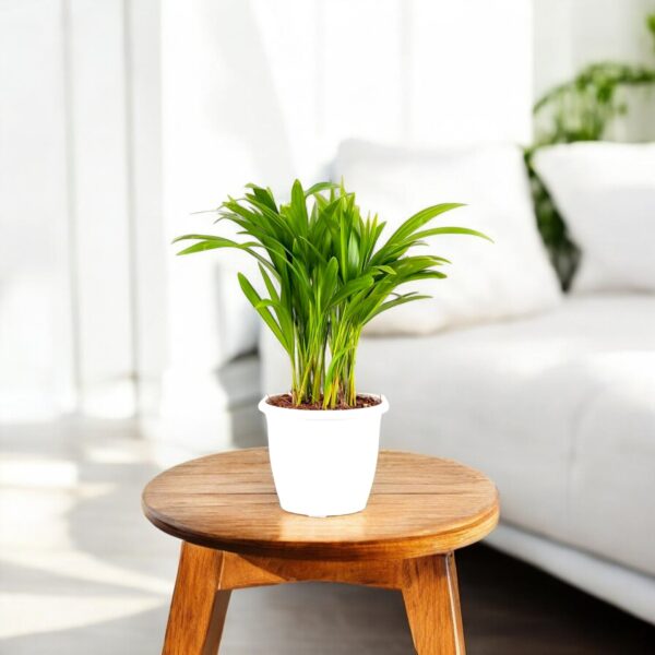 Areca Palm Plant (small)