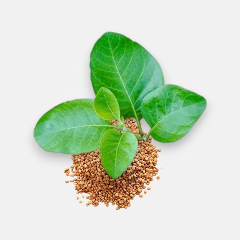 Ashwagandha Seeds (Approx. 100) - Sunrise