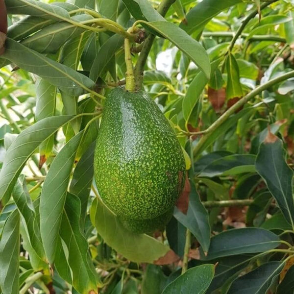 Avocado Plant (Seed Grown) - Butter Fruit Plant