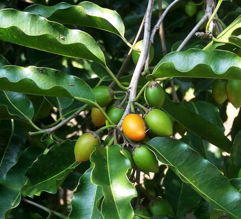 Bakul Plant - Maulsari, Indian Medlar