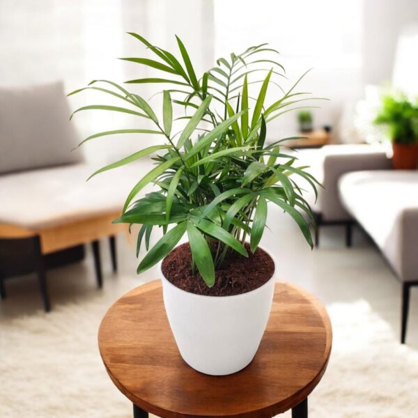 Bamboo Palm Plant - Air Purifier Indoor Plant