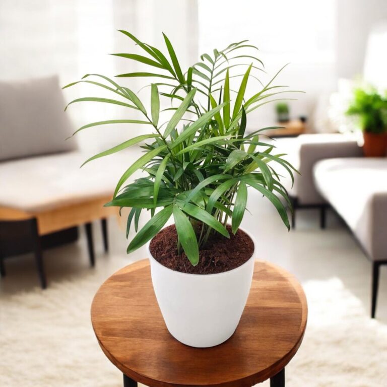Bamboo Palm Plant - Air Purifier Indoor Plant